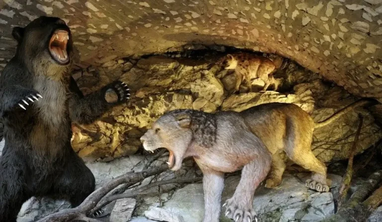 Jaskinia Niedźwiedzia